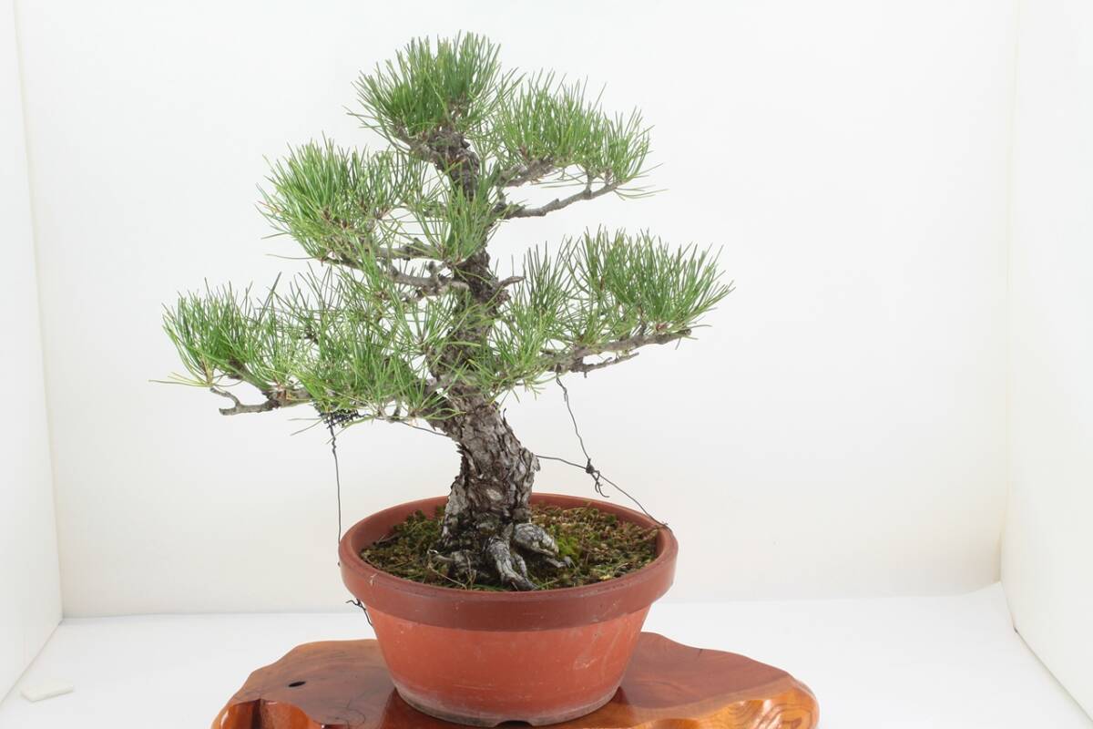 【美容師が育てた盆栽】黒松 高54cm 幅44cm 奥35cm ※植え替え済 ★引取り大歓迎★ #BN17