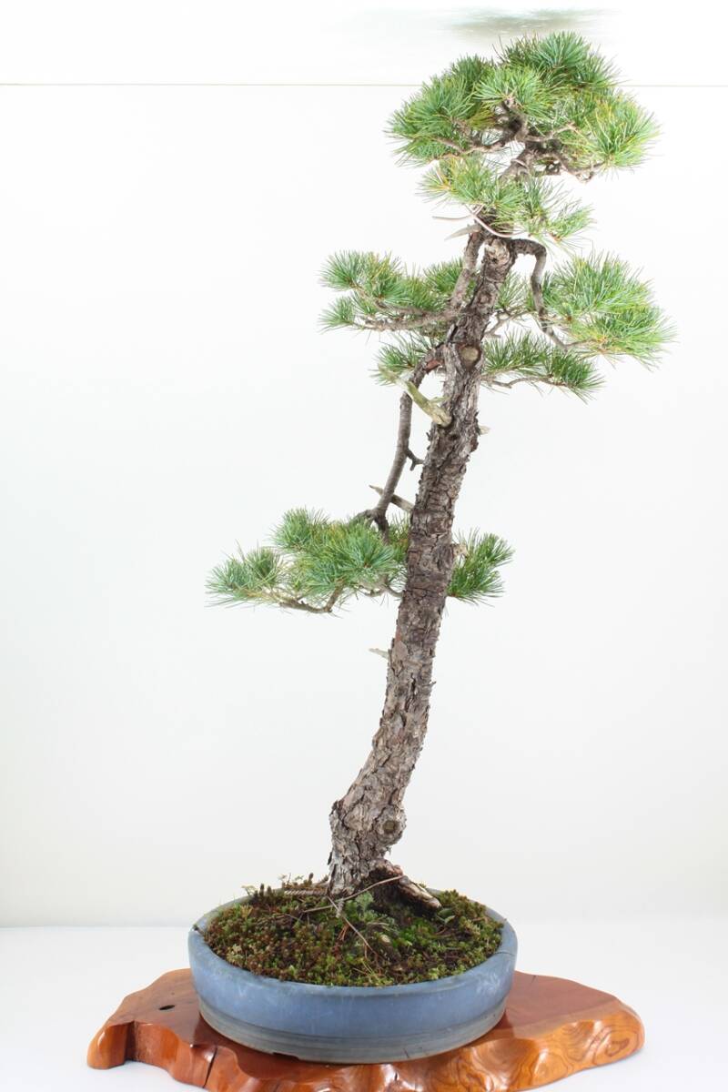 【美容師が育てた盆栽】五葉松 高87cm 幅42cm 奥36cm ★引取り大歓迎★ #BN19