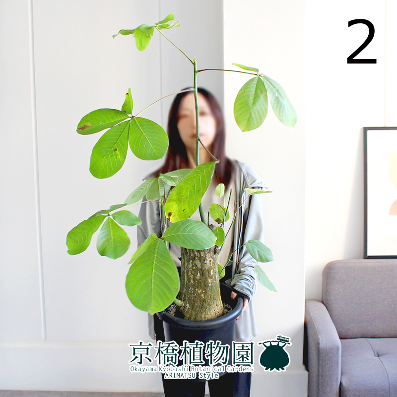 【現品】ボンバックス 8号 黒鉢（2）Bombax ellipticum、Bombax ceiba