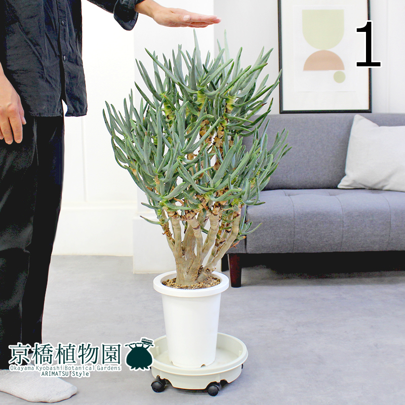 【現品】アロエ・ラモシシマ/ラモシッシマ（別名：羅紋錦） 7号 白鉢（1）Aloe ramosissima