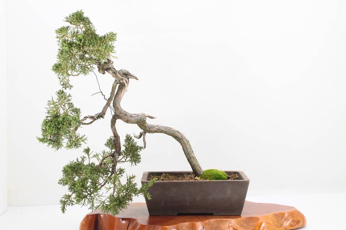 【美容師が育てた盆栽】真柏シンパク 高45cm 幅43cm 奥25cm ★引取り大歓迎★ #BN21
