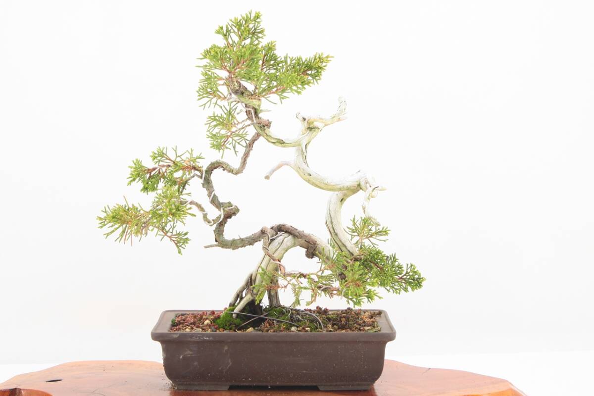 【美容師が育てた盆栽】真柏シンパク 高34cm 幅28cm 奥28cm ★引取り大歓迎★ #BN24