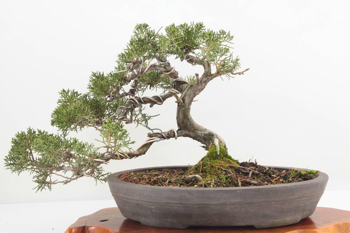 【美容師が育てた盆栽】真柏シンパク 高33cm 幅51cm 奥34cm ★引取り大歓迎★ #BN26