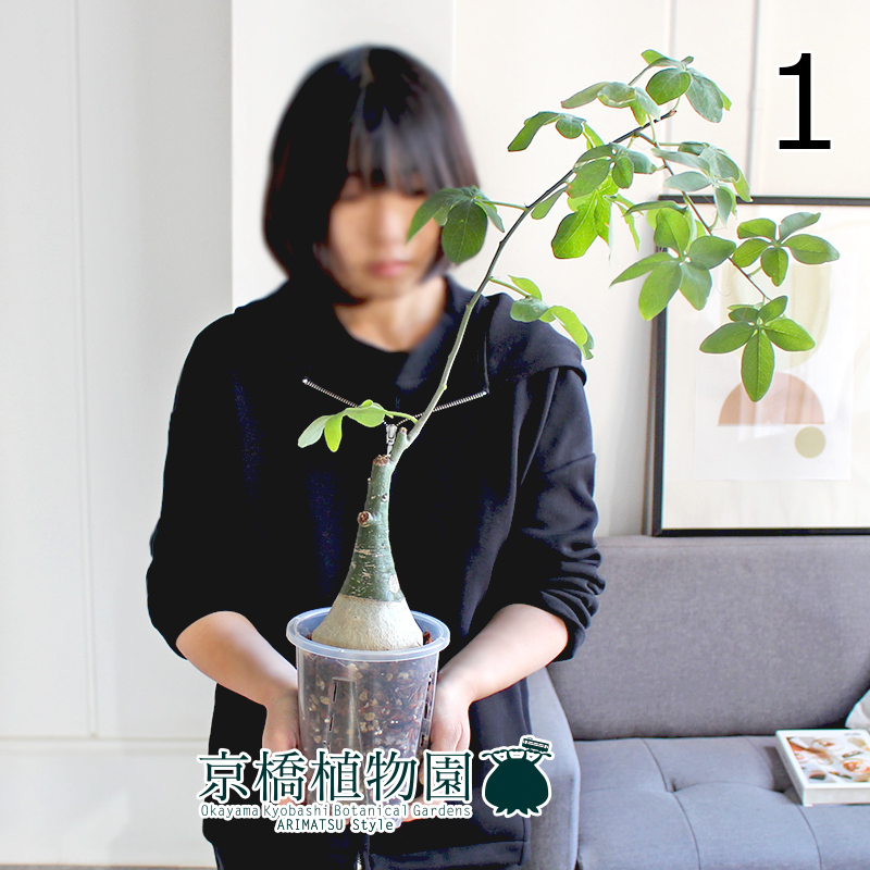 【現品】アデニア・グラウカ/文福茶釜 5号 クリアスリット鉢（1）Adenia glauca