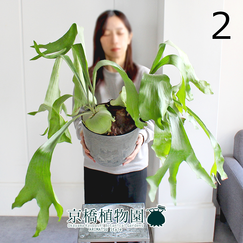 【現品】コウモリラン/ビカクシダ・ビフルカツム 7号 アートストーン鉢/受け皿付き（2）Platycerium bifurcatum