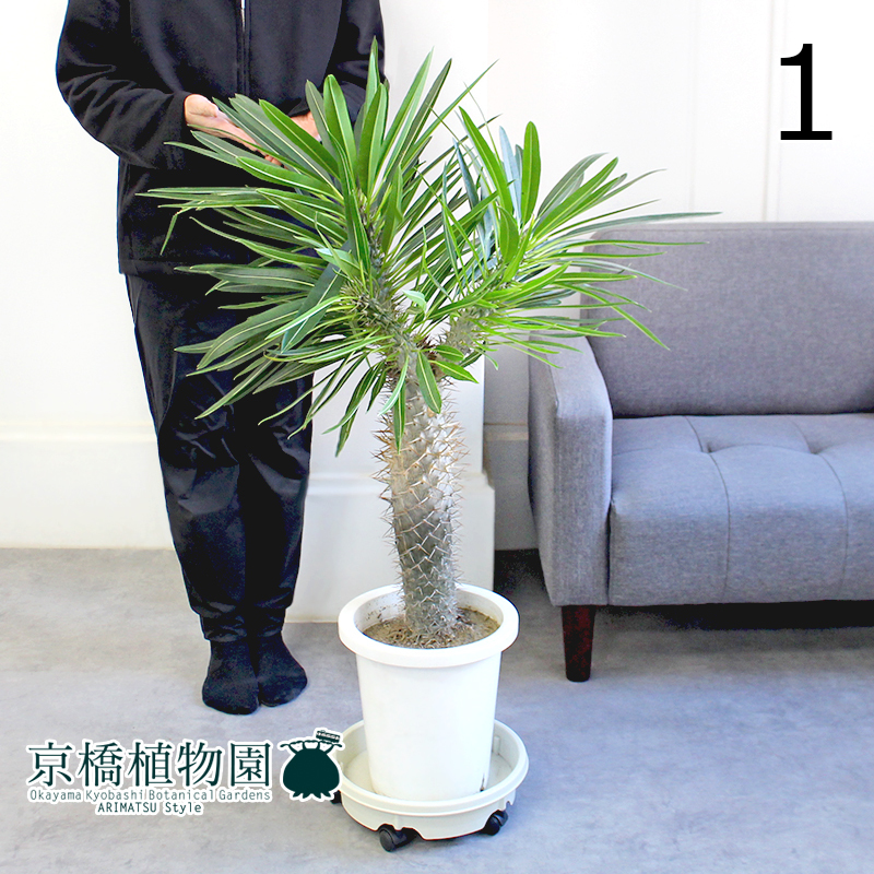 【現品】パキポディウム・ラメリー（ラメレイ） 8号 白鉢（1）Pachypodhium lamerei