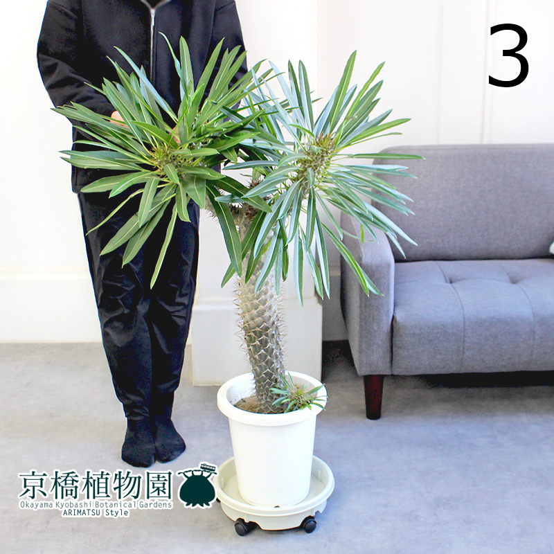 【現品】パキポディウム・ラメリー（ラメレイ） 8号 白鉢（3）Pachypodhium lamerei