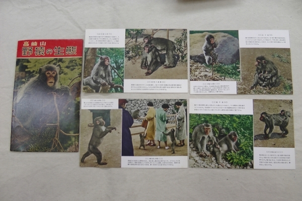 昭和　昔の絵葉書　セット　高崎山　野猿の生態　昭和レトロ