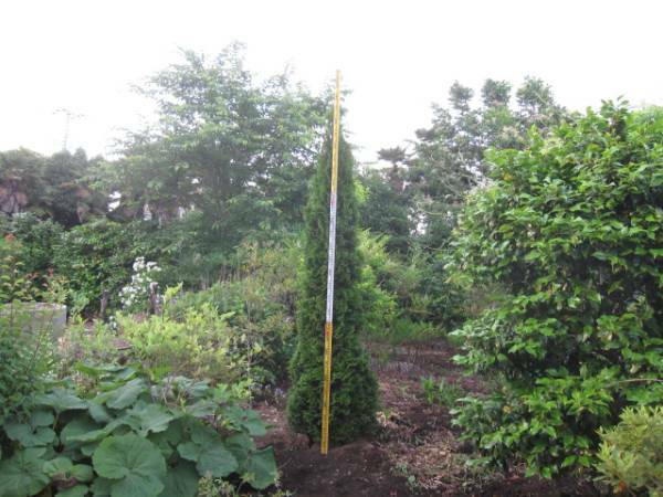 埼玉発アウトレット植木エメラルドグリーン高さ約３Mコニファー